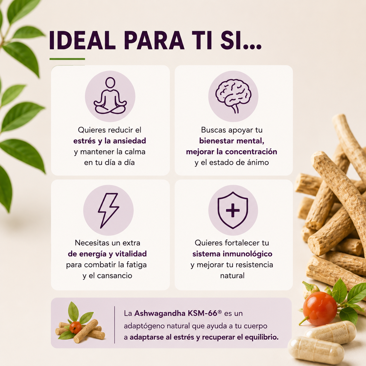 Ashwagandha KSM-66® – Estrés, Sueño y Energía